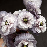 Corn Poppy 'Amazing Grey'