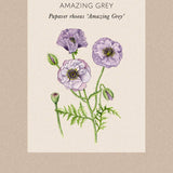 Corn Poppy 'Amazing Grey'