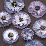 Corn Poppy 'Amazing Grey'