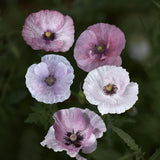 Corn Poppy 'Mother Of Pearl'