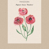 Kornvallmo 'Pandora'