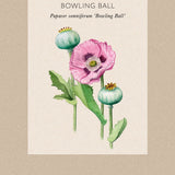 Opievallmo 'Bowling Ball'