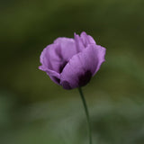 Opium Poppy 'Hungarian Blue