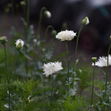 Feather Poppy 'Swansdown'