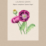 Opievallmo 'Lauren´s Grape'