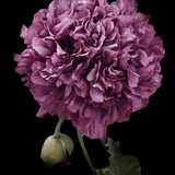 Opievallmo  'Purple Peony'