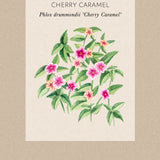 Sommarflox 'Cherry Caramel'