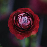 Ranunculus Romance Perigord®