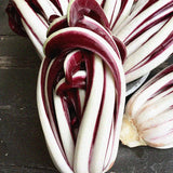 Rosensallat, Radicchio 'Cagnani'