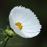 Rosenskära ’Cupcakes White’