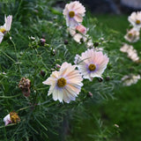 Cosmos 'Apricotta'