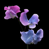 Sweet Pea 'Blue Shift'