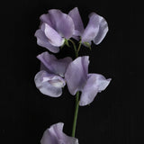 Sweet Pea 'Charlie's Angel'