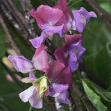 Sweet Pea 'Enchante'