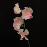 Sweet Pea 'Heaven Scent'