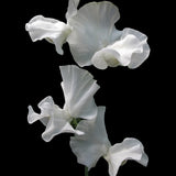 Sweet Pea 'Memorial Flight'