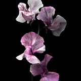 Sweet Pea 'Pandemonium'