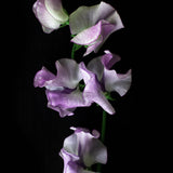 Sweet Pea 'Pulsar'