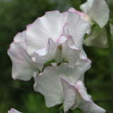 Sweet Pea 'Queen of Hearts'