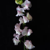 Sweet Pea 'Queen of Hearts'