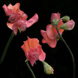 Sweet Pea 'Spring Sunshine Orange'