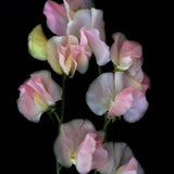 Sweet Pea 'Spring Sunshine Blush'