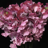 Sweet Pea 'Strawberry Fields'