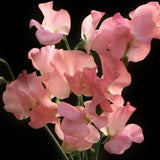 Sweet Pea 'Watermelon'