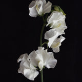 Sweet Pea 'White Frills'