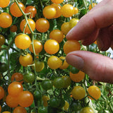 Tomato 'Gold Rush Currant'