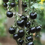 Tomato 'Indigo Rose'