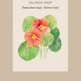 Dvärgkrasse 'Salmon Baby'