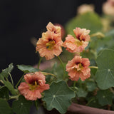 Nasturtium 'Gleam Salmon'