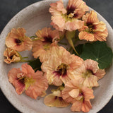 Nasturtium 'Gleam Salmon'