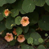 Nasturtium 'Tip Top Apricot'