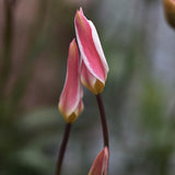 Italiensk tulpan stellata