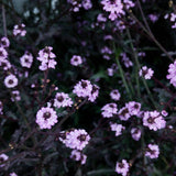 Verbena 'Bampton'