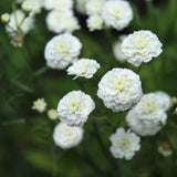 White Blush 'Marshmallow'