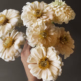 Zinnia 'Oklahoma Ivory'