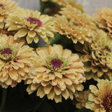 Zinnia 'Queeny Lemon Peach'