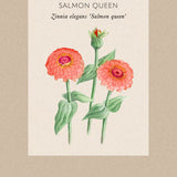 Zinnia 'Salmon Queen'