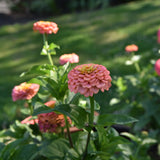 Zinnia 'Oklahoma Salmon'