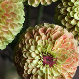 Zinnia 'Queeny Lime Blush'