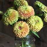 Zinnia 'Queeny Lime Blush'