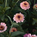 Zinnia 'Zinderella Lilac'