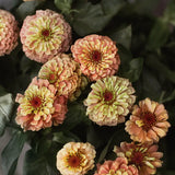 Zinnia 'Queeny Lime Orange'