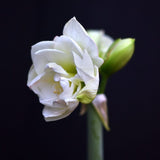 Amaryllis 'White Amadeus'