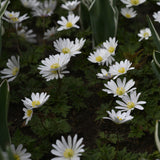 Balkansippa 'White Splendour'