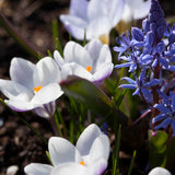 Hybridkrokus 'Blue Ice'