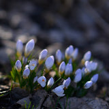 Bägarkrokus 'Blue Pearl'